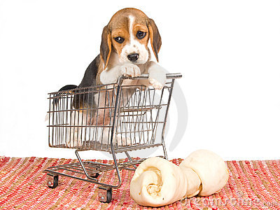 beagle-puppy-mini-shopping-cart-10051360